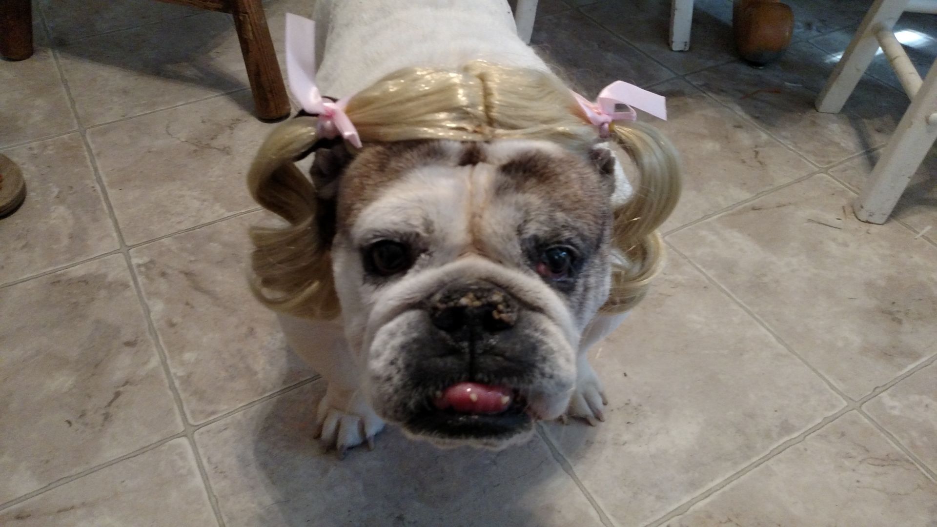 Pets in costume